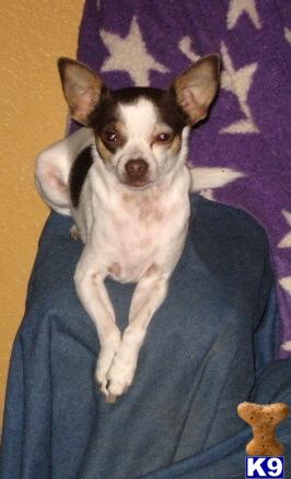 Dogs for Sale in OR
